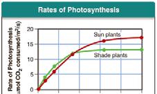 (Prentice Hall) The rate at which a plant carries out photosynthesis