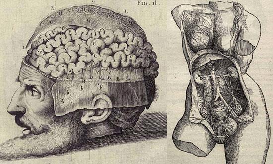 Instead, he had studied the anatomy of pigs and other animals. Galen assumed that human anatomy was much the same. Galen s assumptions were proved wrong by Andreas Vesalius, a Flemish physician.