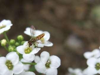 Here are six beneficial insects that every gardener should know, and tips on how to get them to hang around your garden. Syrphid flies are often mistaken for bees.