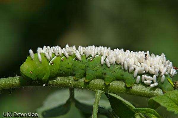 Tomato hornworms are hosts for braconid wasp parasitoids, which ultimately kill the caterpillars. 3.