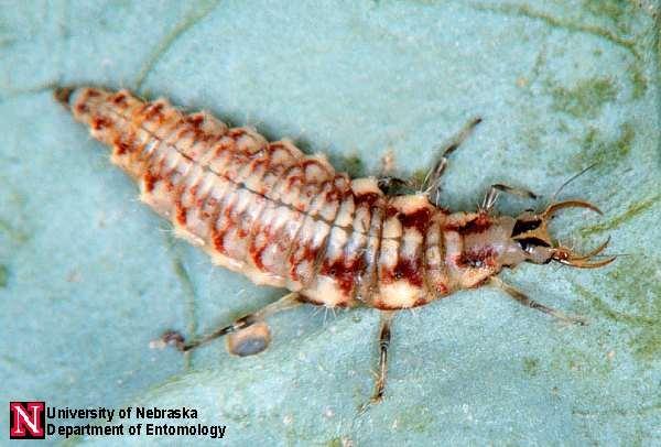 Lacewing larvae are known as aphid lions, but they prey on other soft-bodied insects as well. 4. Lacewings Lacewings are generalists, and help control a number of different insects.