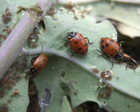 Lady beetle adults and larvae are voracious aphid eaters! 5. Lady Beetles Lady beetles (commonly known as ladybugs) found in the garden are primarily aphid predators.