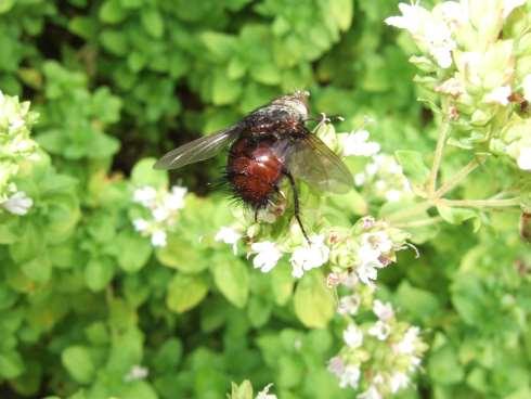 Adult tachinid flies feed on flower nectar. Larvae feed on caterpillars, squash bugs, and other pests. 6.
