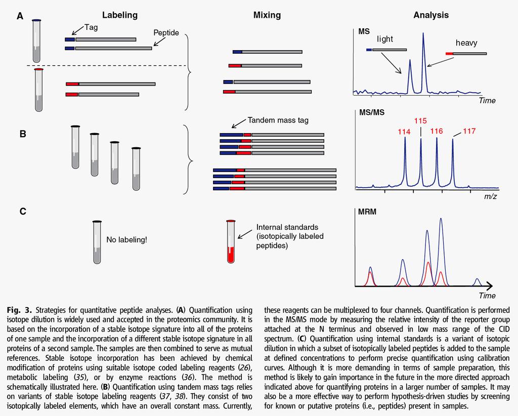 Quantitation in mass spectrometry is a