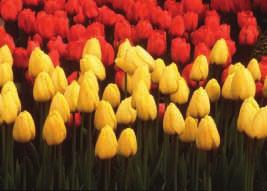 example 3 solution sunshine Flower Company (sfc) ships boxes of tulip bulbs. The bulbs are always shipped in boxes that are the exact same size and weight.