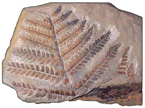 Fossils can form if the organism is quickly buried by