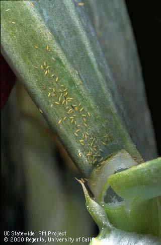 Thrips feed by piercing the leaf surface to liberate juices