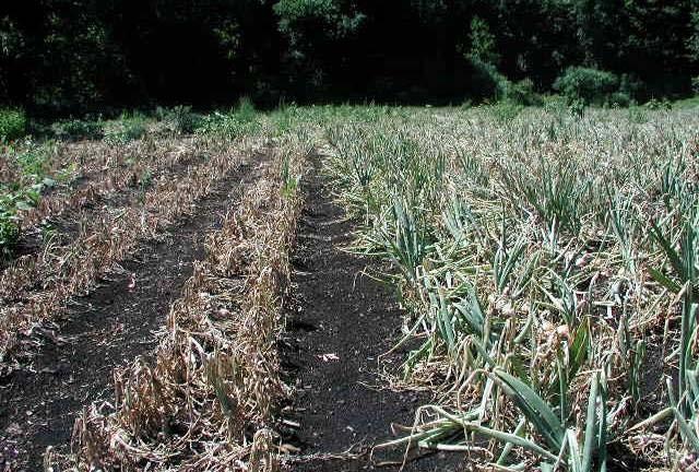 Onion Thrips Damage in New York State Control 341 cwt/acre