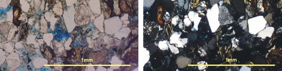 The feldspars are well rounded, while the quartz grains are sub rounded.