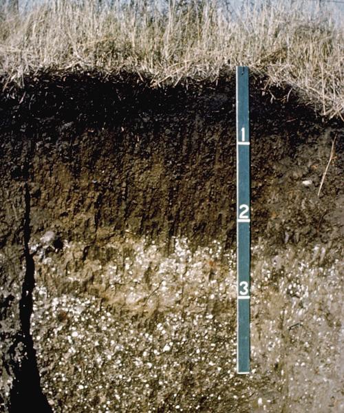 A soil profile
