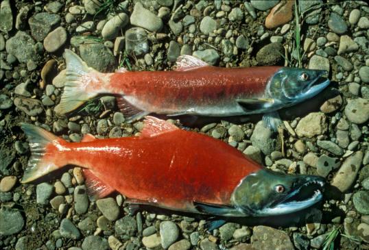 Other examples of parallel speciation http://www.alaskafishingak.com/salmon_types/sockeye/sockeye.