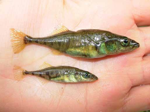 freshwater Kokanee: Freshwater morph formed many times independently; different reproductive timing. (Waples et al. 2004.
