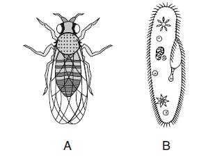 15. A land-dwelling organism, A, and an aquatic single-celled organism, B, are represented below. Which statement best explains how A and B are able to survive in their environments?