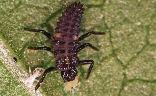 The braconid wasp Dinocampus (=Perilitus) coccinellae (Schrank) has been found parasitizing convergent lady beetles (Figure 12).