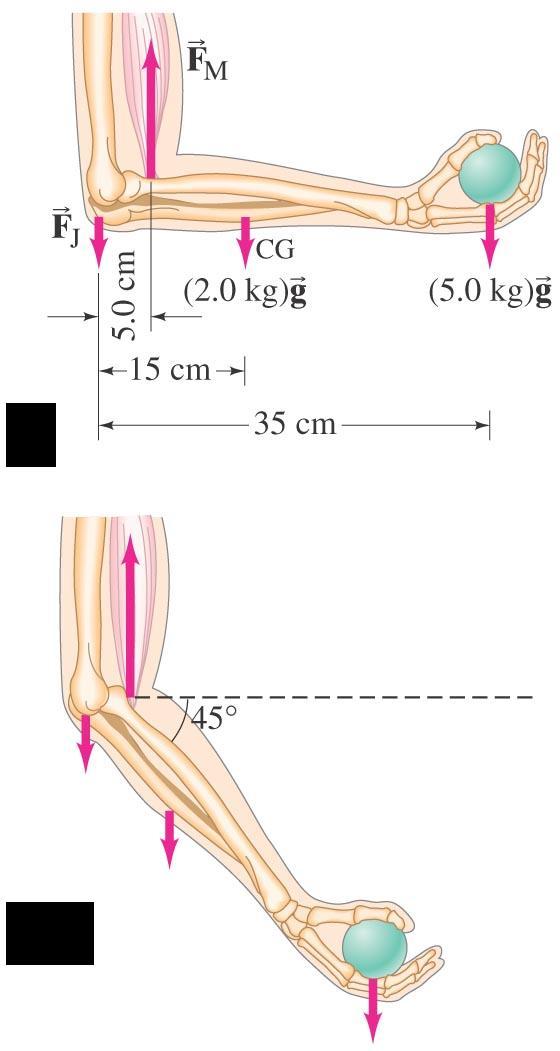 Example: Force exerted by biceps muscle. How much force must the biceps muscle exert when a 5.