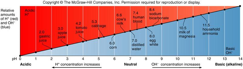 VIII. Organisms are sensitive to changes in ph C. The ph Scale Discuss this on the board ph = -log [H + ] Most biological fluids are within the ph range of 6 to 8.