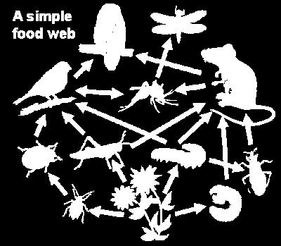 food chains of an ecosystem.