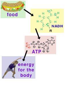 Chemical Energy is the energy stored in organic molecules