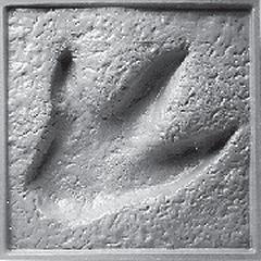 feathers and fish are common examples of this type of fossil. Molds and casts are impression fossils made by larger organisms.