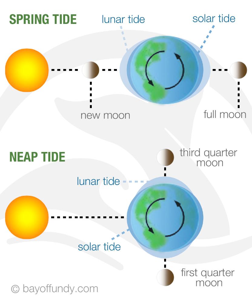 Tidal Effects Both the Moon & the Sun affect Earth s oceans Spring Tide: all three bodies (Earth, Moon, & Sun) are lined up, causing high