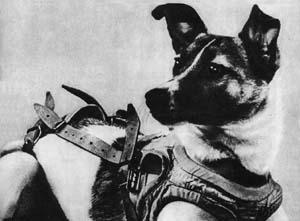 Sputnik II carried the first space passenger: Laika the