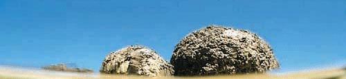 Stromatolite Modern