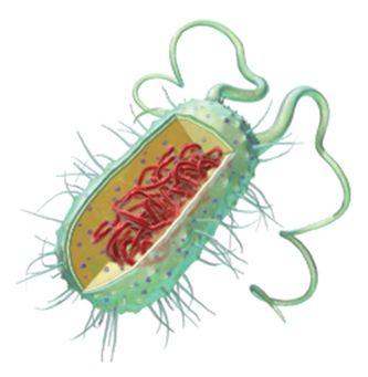 Eukaryotes are made up of one or many cells, each of which has a nucleus enclosed