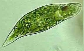 11 make food through photosynthesis. Single-celled, free-floating, plant-like protists are a main part of the ocean s phytoplankton.
