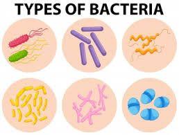 2 Bacteria is a domain of prokaryotes that usually have a cell wall and usually reproduce by cell division. Beautiful Bacteria What are some characteristics of bacteria?