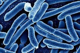 Some bacterial consumers are decomposers, which feed on dead organisms. Other bacterial consumers live in or on another organism. Bacteria that make their own food are called producers.