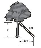 4. Jake is hanging a bird feeder on a tree in his backyard. He leans an eight-foot ladder against the tree as shown. The distance between the tree and the bottom of the ladder is 6 feet.