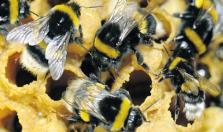 pllen cmpsitin N effects n infestatin by parasites and diseases Bumblebee (Bmbus terrestris) N effects n clny develpment (n.