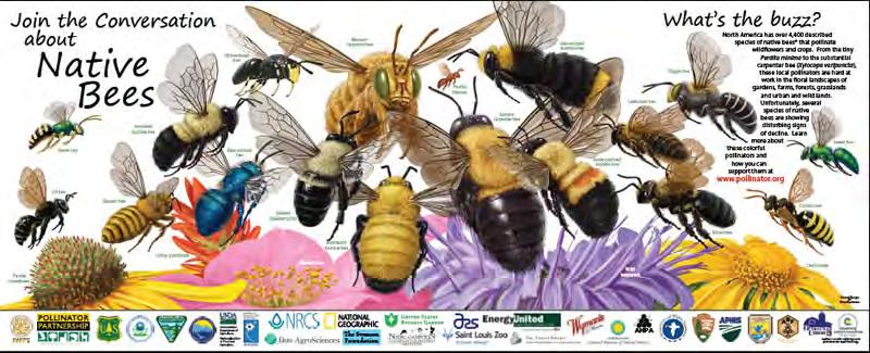 Besides managed honey bees 4000 species of wild