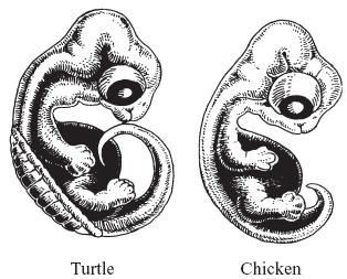 31. The drawings below show a turtle embryo and a chicken embryo. Which of the following statements is supported by the similarities between these embryos? A.