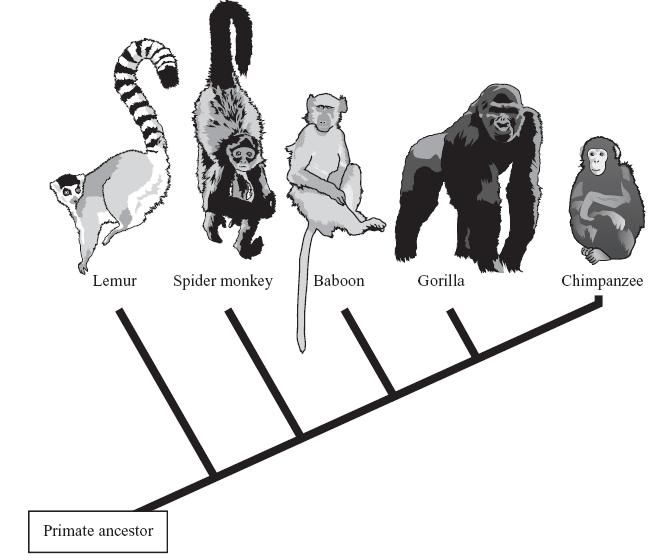 Standard: 18 - Recognize that biological evolution accounts for the diversity of species developed through gradual processes over many generations. 45.
