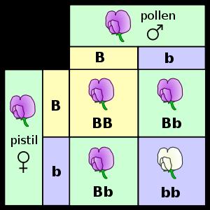 What is a Dominant Allele?