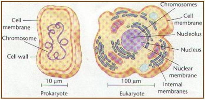 1. Organisms with cells that contain a membrane-bound nucleus. 2.