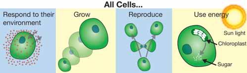 What are cells and how were they discovered?