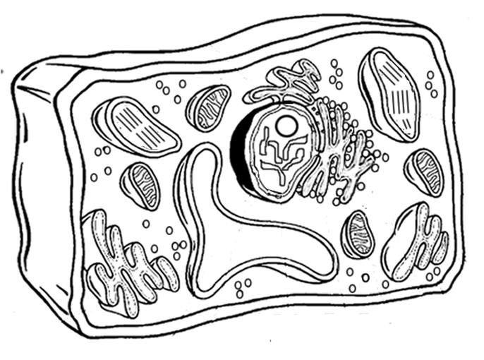 11. What type of cell is pictured below (prokaryotic or eukaryotic / plant or animal)?, 12. How can you tell? 13.