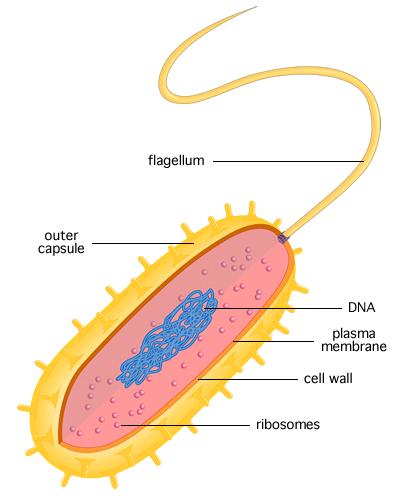 14. What type of cell is pictured below (prokaryotic or eukaryotic / bacteria, plant, or animal)? 15. How can you tell? Match the following organelles to their correct description. A. Cell Membrane B.