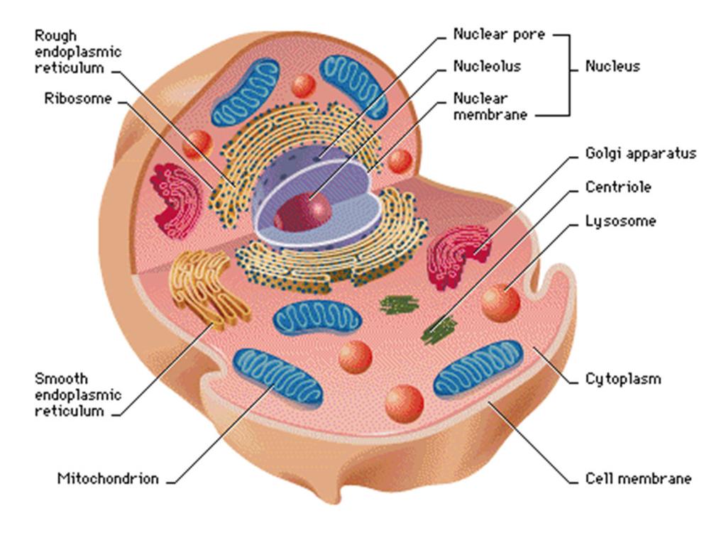 4 Eukaryotic-Cells that do have a nucleus and internal membrane-bound structures.