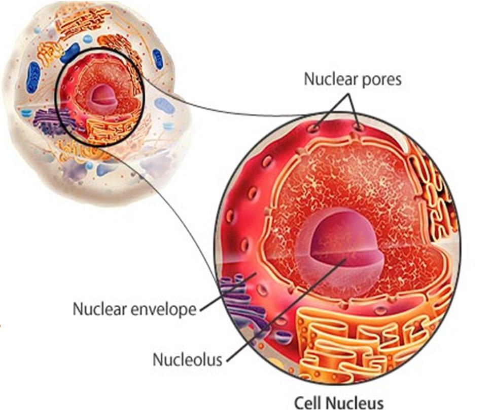 1 Command center Surrounded by a nuclear envelope Contains