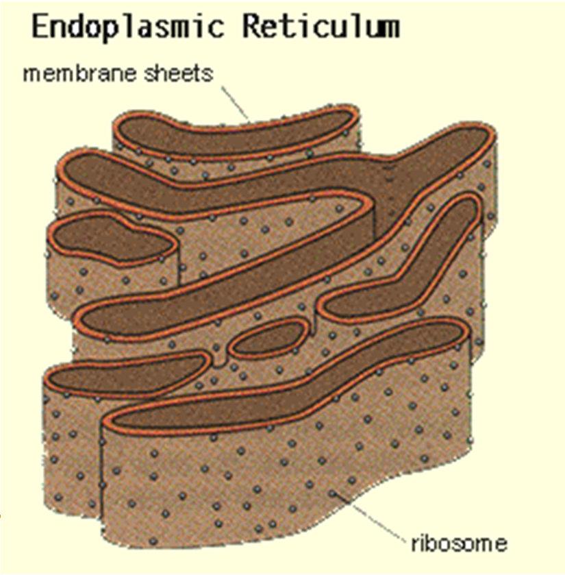 ribosomes Ribosomes-site where proteins are made Can be