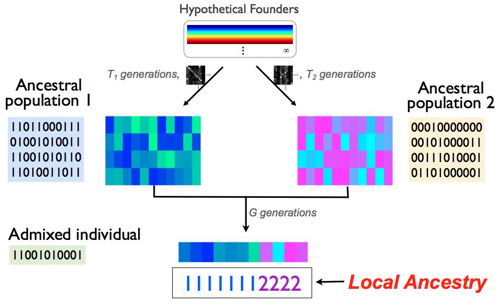 Hidden Markov Model Hidden state: S=(founder indicator k, population