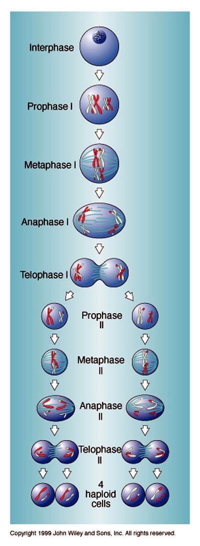 Meiosis: - Reduces the number of chromosomes per cell by half.