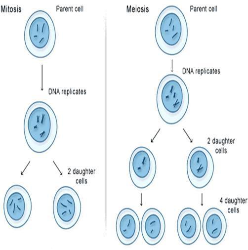 5. How can mitosis and meiosis be compared? Why is meiosis an essential process for adaptation of species in changing environments?