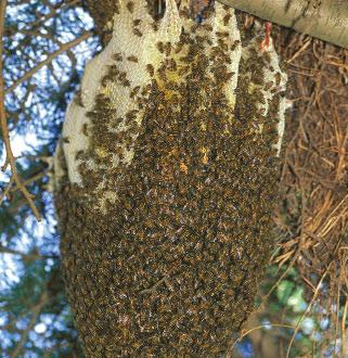 A hive of bees is like a family.