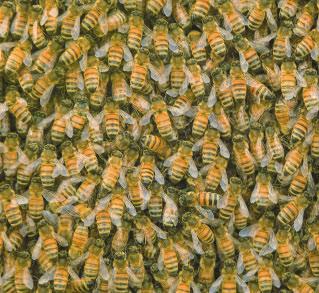 Drones The male bees, called drones, have only one job. They are the fathers of the queen s eggs.
