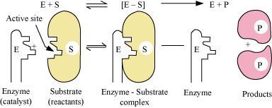 SURFACE CHEMISTRY: NCERT SOLUTION Mechanism of enzyme catalysis: On the surface of the enzymes, various cavities are present with characteristic shapes.