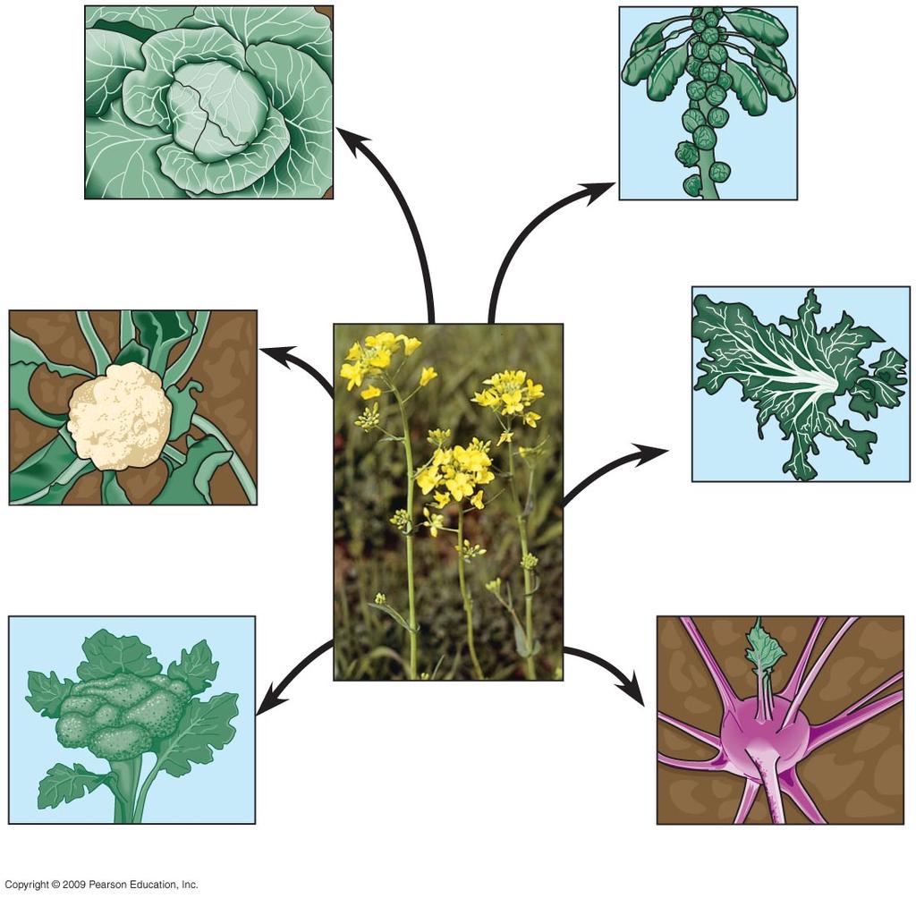 offspring than others Favorable traits accumulate in populations over generations Cauliflower Broccoli Wild mustard Flowers and stems Leaves Stem Kale Kohlrabi Fig. 13.